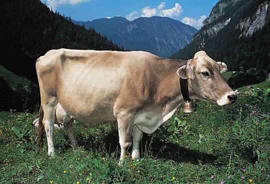 Brown swiss